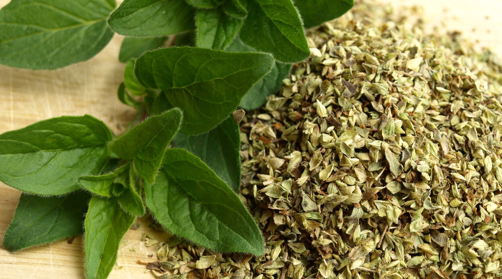 os beneficios do oregano